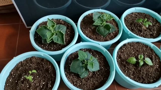 Зимний огород. Почвосмесь для перевалки в новый объём, что в составе? Зачем режу томатам головы? смотреть онлайн