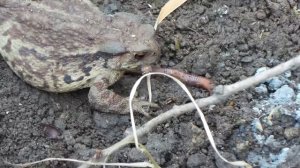 жаба ест червяка