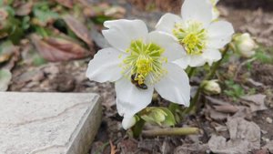 05.04.2021. Морозник черный (Helleborus niger) или ботаники шутят.