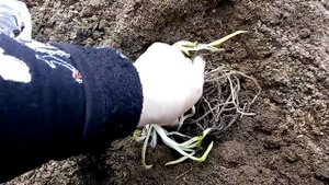 Высаживаем хосту Вайт Файер в открытый грунт