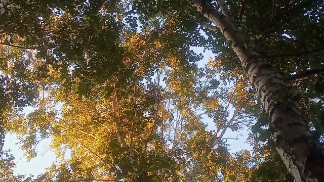 Прогулки на природе,свещании ворон.
#прогулки_на_природе_совещании_ворон
