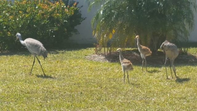 A Family of Sandhill Cranes – Семейка Канадских Журавлей смотреть онлайн