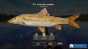 Трофейный усач обыкновенный на оз. Янтарное [Русская Рыбалка 4]