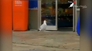 Забавные птицы. Смешные и веселые птицы. Funny birds compilation. Funny Animals