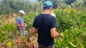 Сбор УРОЖАЯ ВИНОГРАДА Крит 2022 Crete Grape Harvest