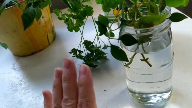 Мой огород, суперострый перец и его размножение смотреть онлайн