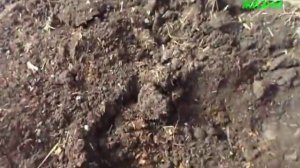 ЛУЧШИЙ ПЕРЕГНОЙ ИЗ ОПИЛ И ГОВ...