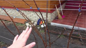 V образная шпалера для малины