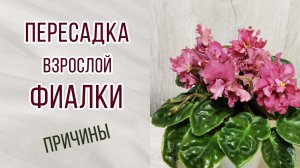 Пересадка взрослой фиалки.Причины.Весенние хлопоты.Семенные коробочки. Бутоны и т.д. #свояселекция