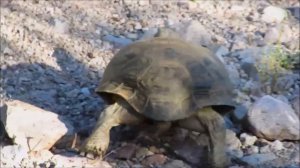 Desert Animals for Children - Desert Animal Sounds for Kids to Learn - Fennec Fox, Camel & Coyote