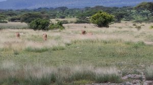 ЛЕОПАРД И ЛЬВЫ НА САФАРИ В КЕНИИ/БАФФАЛО СПРИНГС