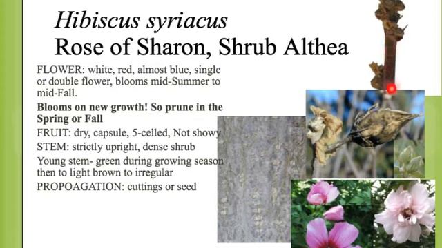 Hibiscus syriacus смотреть онлайн