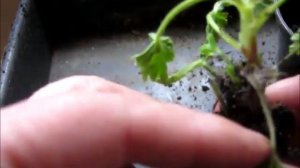 Получила черенки королеской пеларгонии Что дальше