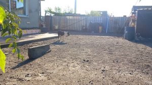 Бугай Алабай. Особенности Магии Мира. 7 месяцев щенку.