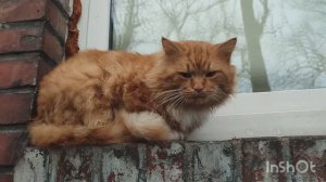 Советск. Калининградская область. Вечер 30.12.23