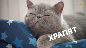 Вот почему кошки любят спать с нами в кровати