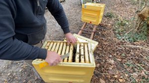 Check Up des Carnica Stands im Frühling  | Bienendom