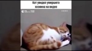 самые грустные видео про котов? и собак?