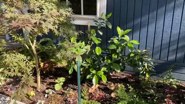 Planting Color in the Shade Garden Part 2 (Nicole Smith Gardening) смотреть онлайн