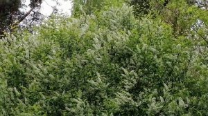 Весна. Цветет черемуха.