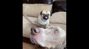 Милые животные / пингвины /черепахи / котейки / собачки / нарезка видео с питомцами / милота дня