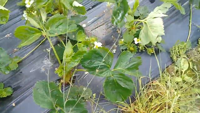 Клубничное поле смотреть онлайн