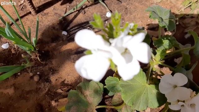 الملوخية ذات الاوراق المستديرة Malva pusilla смотреть онлайн