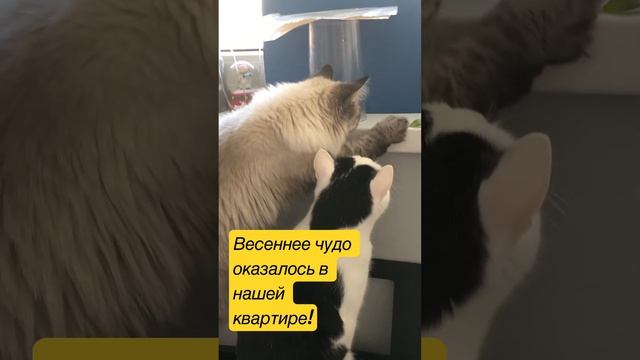 Коты первый раз видят бабочку! Март 2023