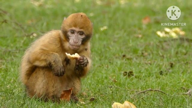 a for apple, b for ball, c for cat, alphabets learning for kids смотреть онлайн