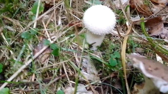 Гриб Дождевик смотреть онлайн