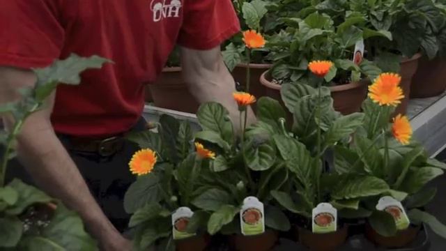 D.S. Cole Grower's Show And Tell Vol. 2 смотреть онлайн