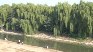 Лоян Столица пионов Личные впечатления