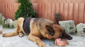 НАТУРАЛЬНОЕ ПИТАНИЕ НЕМЕЦКОЙ ОВЧАРКИ, САО, АЛАБАЙ.