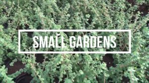 Питомник плодовых растений Россия | Small Gardens