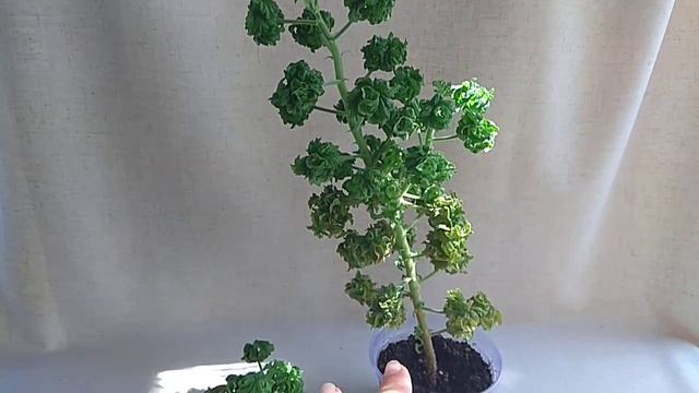 Обязательно Обратите Внимание На ЭТОТ Цветок, Если Любите Необычные Ароматные Растения смотреть онлайн