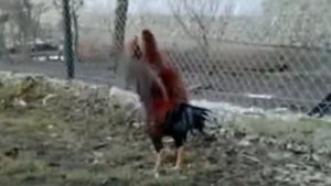 Куры Малайские бойцовые самые большие бойцовые куры