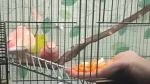 Розовобрюхие попугайчики. Пробуем кормить с руки.