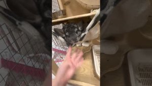 Как правильно приучить шиншиллу к рукам ?смотри в этом видио!
