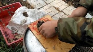 Как забить и разделать перепела. Способ убоя птицы без ощипывания. Bird killing method