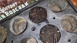 БАМБУК (мой опыт) BAMBOO MOSO.