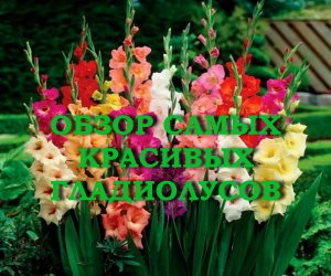 ОБЗОР САМЫХ КРАСИВЫХ ГЛАДИОЛУСОВ