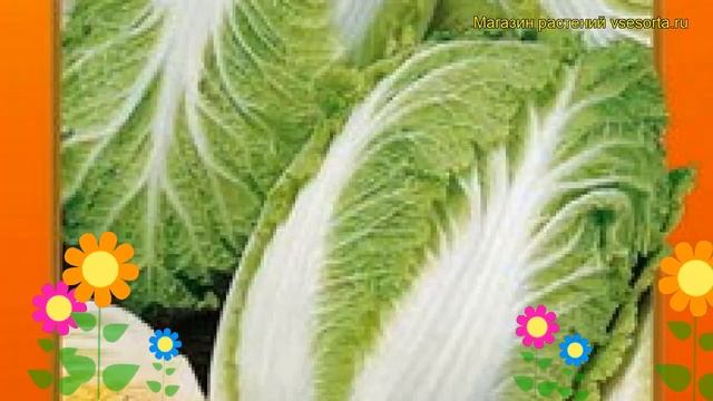 Капуста пекинская ЧА ЧА F1. Краткий обзор, описание характеристик brássica olerácea смотреть онлайн