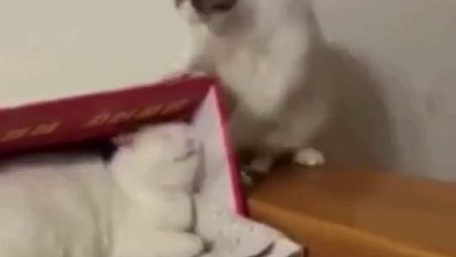 коты