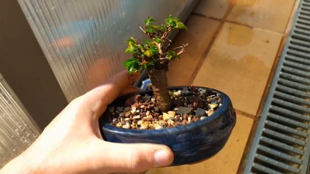 Эксперимент с дешевой почвой для БОНСАЙ. Bonsai Soil Test.