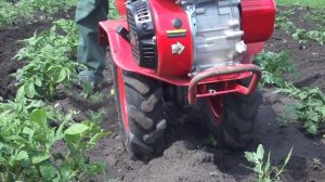 Прополка междурядий картофеля пропольником-плоскорезом. Мотоблок Салют-100