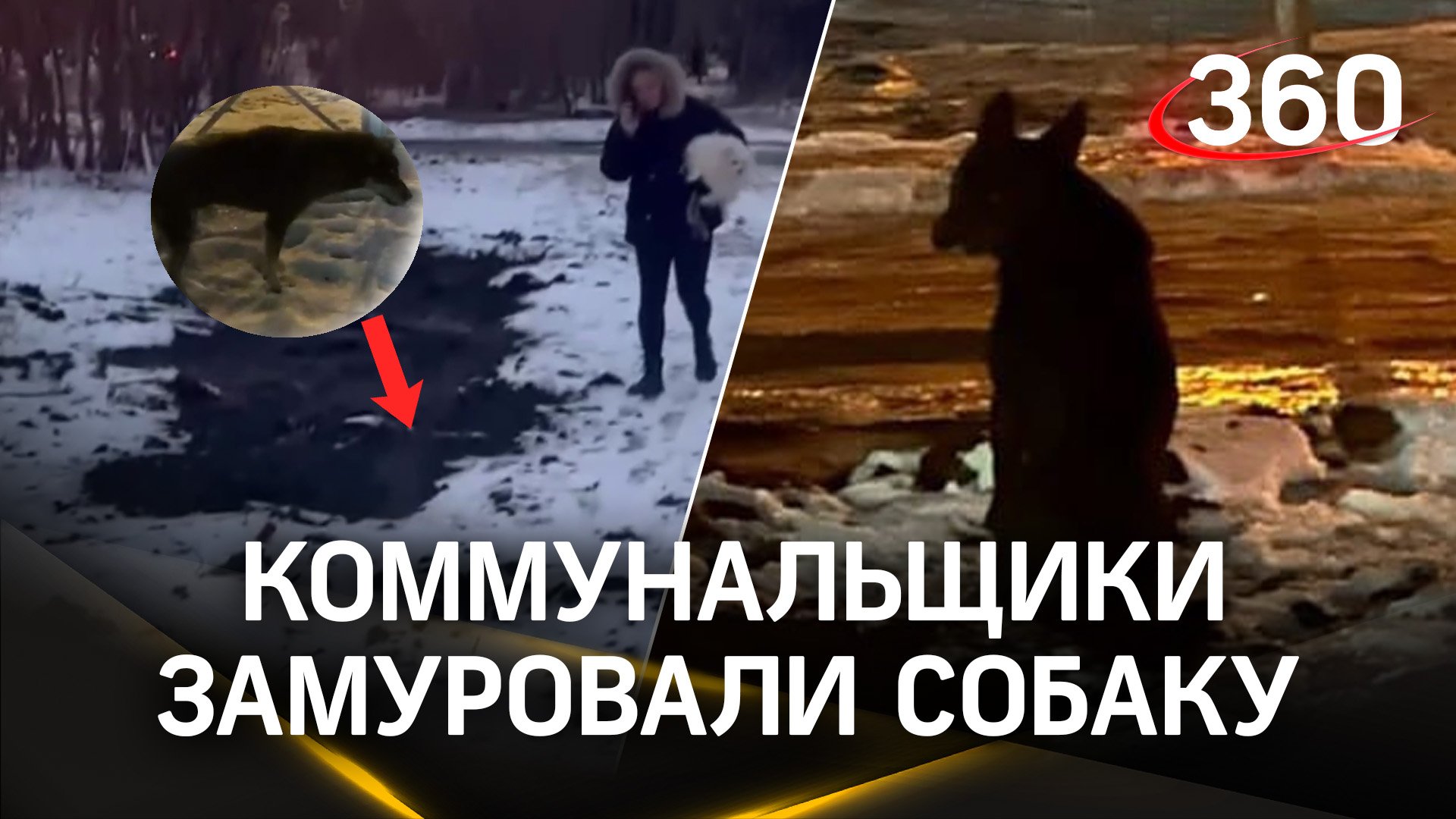 Пса заживо похоронили коммунальщики в Омске: спасли в последний момент!