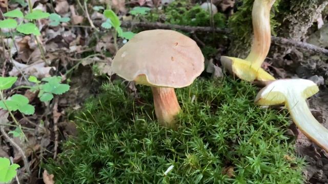 Xerocomus ferrugineus, September 27, 2023 смотреть онлайн