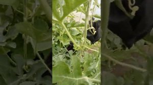 Выращивание Арбузов на Урале