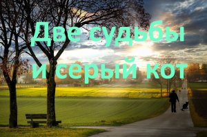 Две судьбы и серый кот