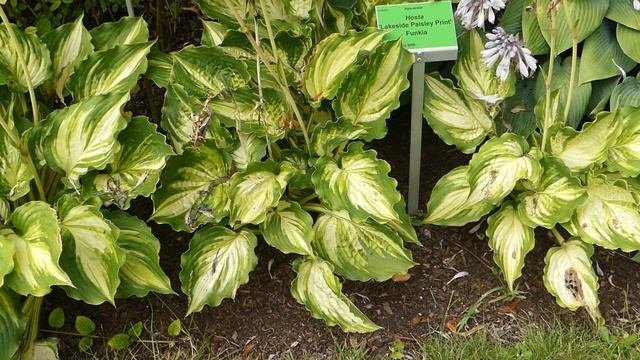 Hosta ´Lakeside Paisley Print´